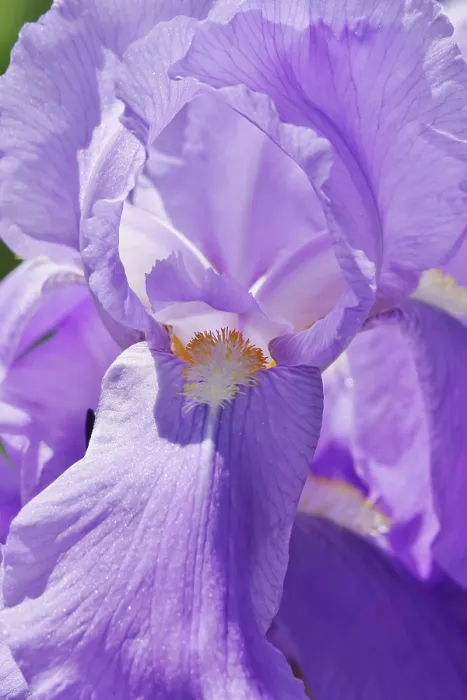 Gerahmter Druck : Blüte einer bartigen Iris (Iris barbata) Gerahmter Druck : Blüte einer bartigen Iris (Iris barbata)