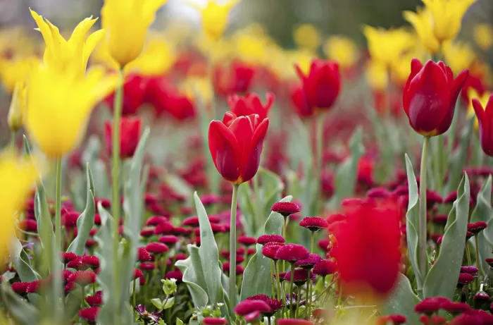 Gerahmter Druck : Blumenbeet mit Tulpen und Zinnien. Gerahmter Druck : Blumenbeet mit Tulpen und Zinnien.