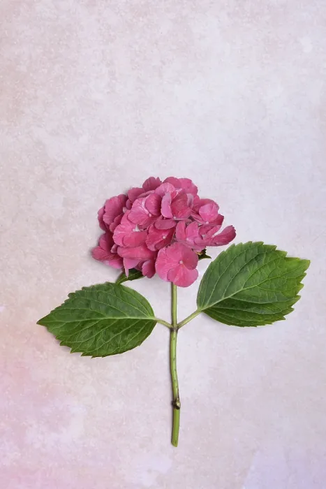 Gerahmter Druck : Blüte eines großen Blättrigen Hydrangeas (Hydrangea macrophylla) Gerahmter Druck : Blüte eines großen Blättrigen Hydrangeas (Hydrangea macrophylla)