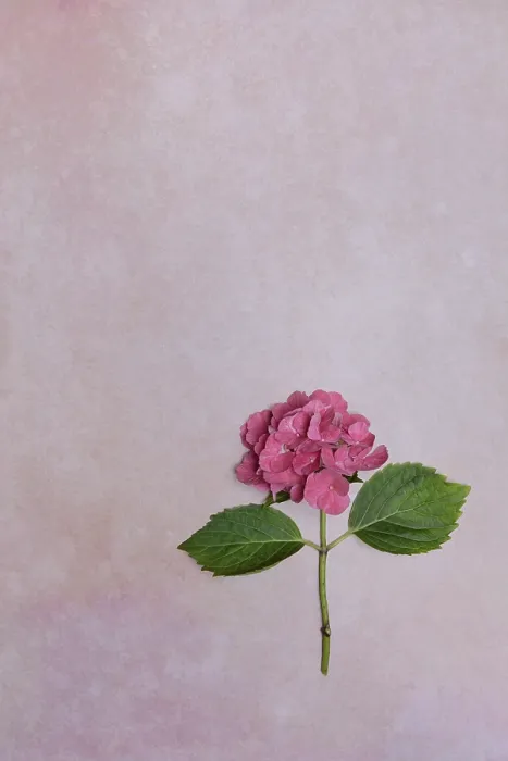 Gerahmter Druck : Blüte eines großen Blatt-Weiherschachts (Hydrangea macrophylla) Gerahmter Druck : Blüte eines großen Blatt-Weiherschachts (Hydrangea macrophylla)