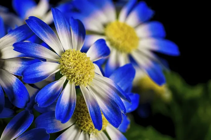 Gerahmter Druck : Ein Detail einer blühenden Blume. Gerahmter Druck : Ein Detail einer blühenden Blume.