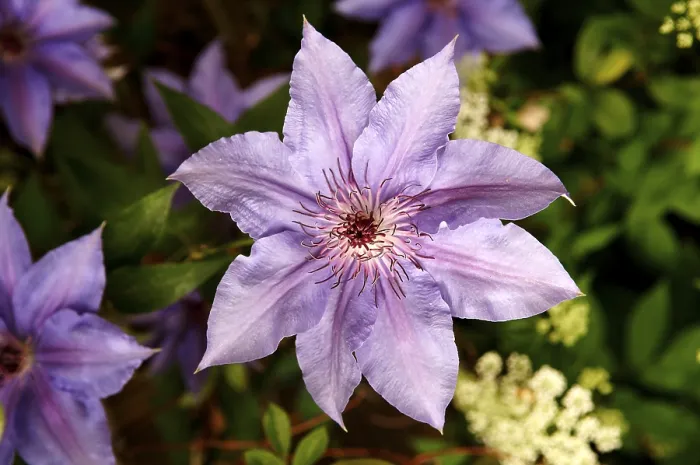 Gerahmter Druck : Blüte einer Clematis (Clematis)