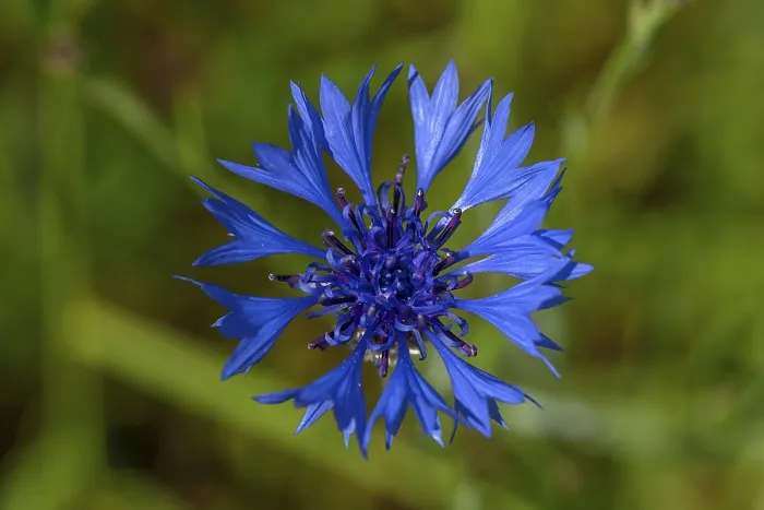 Gerahmter Druck : Blüte einer Kornblume (Centaurea cyanus) Gerahmter Druck : Blüte einer Kornblume (Centaurea cyanus)