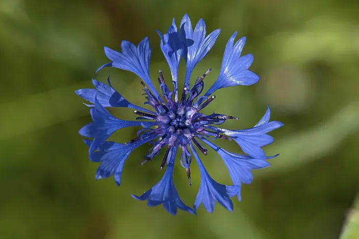 Gerahmter Druck : Blüte der Kornblume (Centaurea cyanus) Gerahmter Druck : Blüte der Kornblume (Centaurea cyanus)