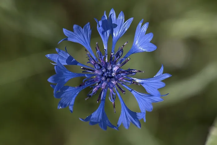 Gerahmter Druck : Blüte einer Kornblume (Centaurea cyanus) Gerahmter Druck : Blüte einer Kornblume (Centaurea cyanus)