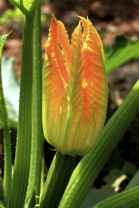 Gerahmter Druck : Zucchini-Blume (Cucurbita pepo subsp) Gerahmter Druck : Zucchini-Blume (Cucurbita pepo subsp)