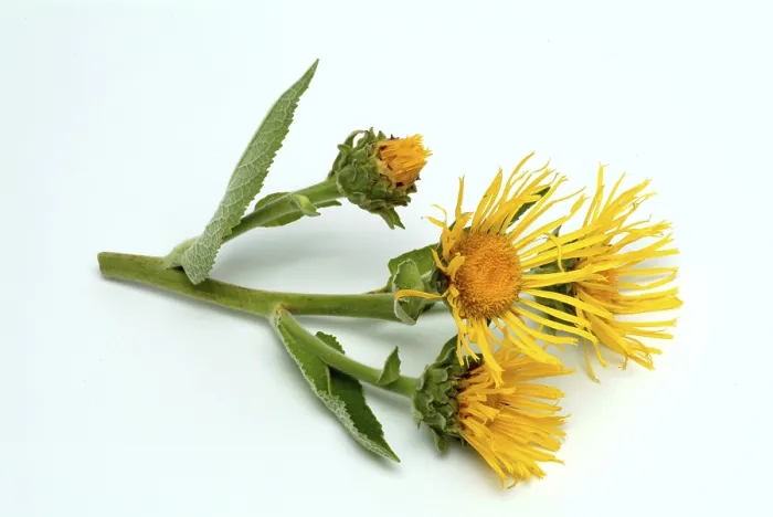 Gerahmter Druck : Blüte der Elekampane, Inula helenium. Gerahmter Druck : Blüte der Elekampane, Inula helenium.