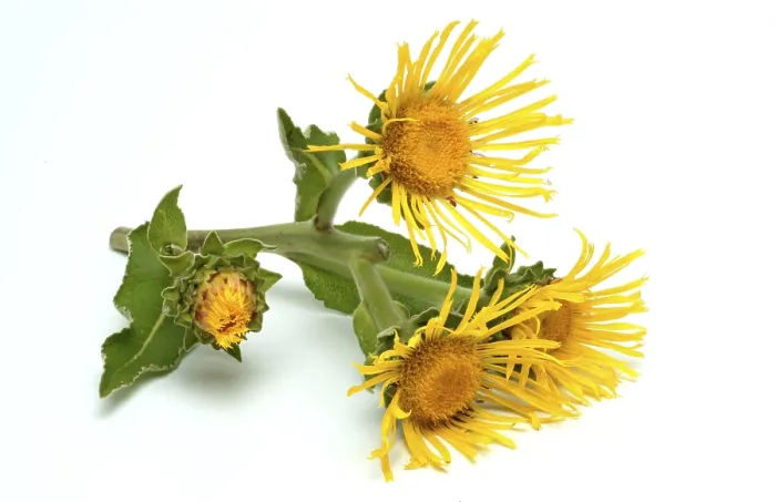 Gerahmter Druck : Blume der Elekampane, Inula helenium.