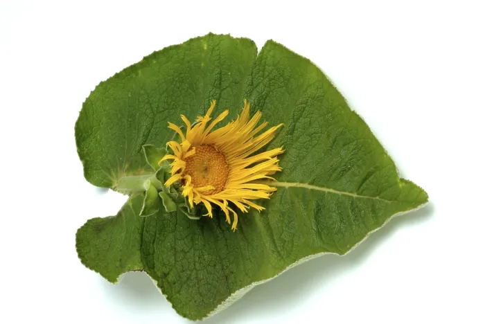 Gerahmter Druck : Blüte der Echtem Mäusedistel, Inula helenium Gerahmter Druck : Blüte der Echtem Mäusedistel, Inula helenium