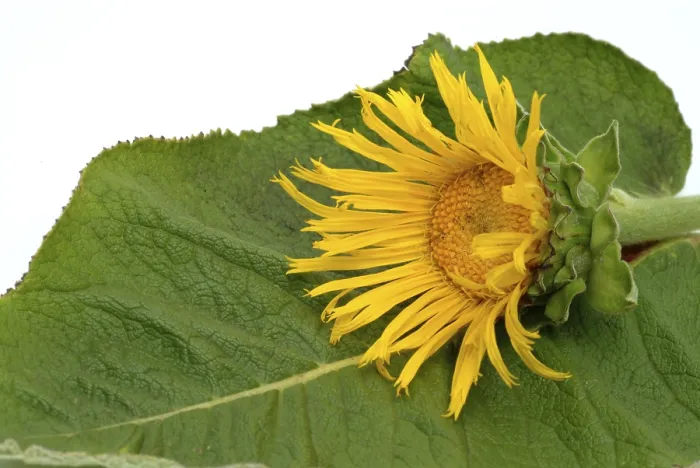 Gerahmter Druck : Blume der Elekampane, Inula helenium Gerahmter Druck : Blume der Elekampane, Inula helenium