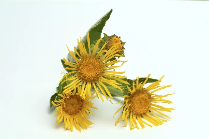 Gerahmter Druck : Blüte der Elekampane, Inula helenium. Gerahmter Druck : Blüte der Elekampane, Inula helenium.