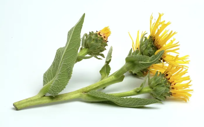 Gerahmter Druck : Blüte der Elekampane, Inula helenium. Gerahmter Druck : Blüte der Elekampane, Inula helenium.