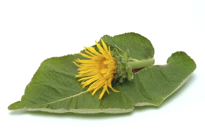 Gerahmter Druck : Blüte der Elekampane, Inula helenium. Gerahmter Druck : Blüte der Elekampane, Inula helenium.