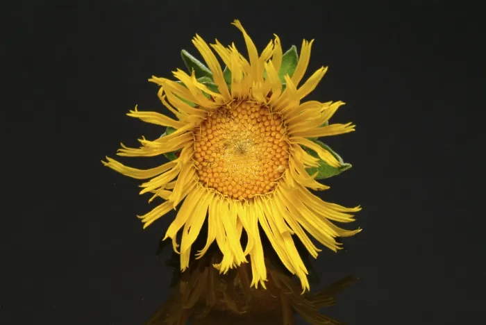 Gerahmter Druck : Die Blüte der Elekampane, Inula helenium. Die Elekampane wurde seit antiken Zeiten als medizinisches und Gewürzpflanzen verwendet. Gerahmter Druck : Die Blüte der Elekampane, Inula helenium. Die Elekampane wurde seit antiken Zeiten als medizinisches und Gewürzpflanzen verwendet.