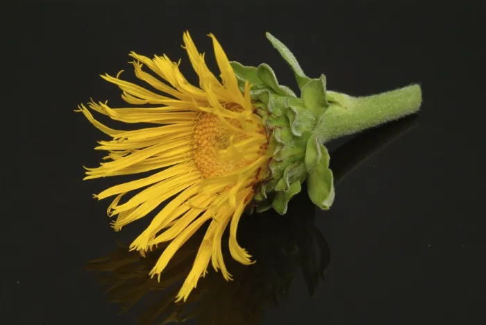 Gerahmter Druck : Blume der Elekampane, Inula helenium Gerahmter Druck : Blume der Elekampane, Inula helenium