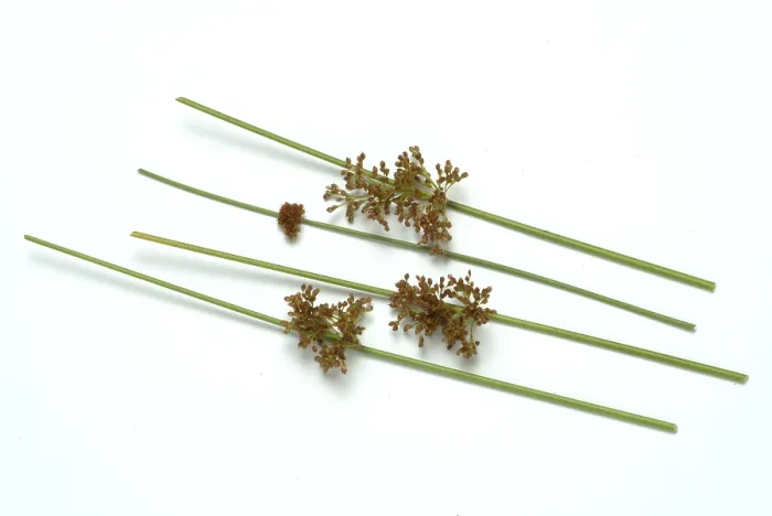 Gerahmter Druck : Blume des flatternden Riedgrases (Juncus effusus) oder flatternder Riedgras. Gerahmter Druck : Blume des flatternden Riedgrases (Juncus effusus) oder flatternder Riedgras.