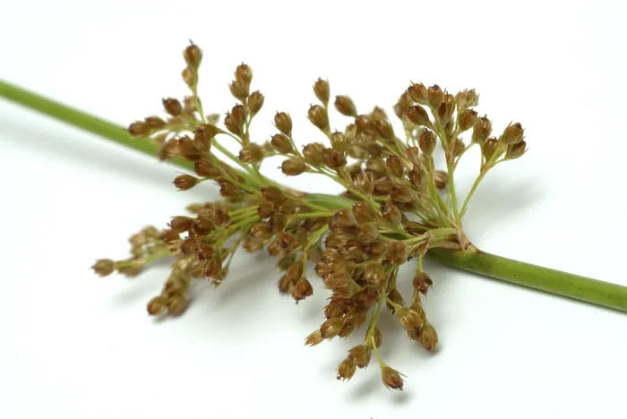 Gerahmter Druck : Blume des flatternden Schilfrohrs (Juncus effusus) oder flatterndes Schilfrohr. Gerahmter Druck : Blume des flatternden Schilfrohrs (Juncus effusus) oder flatterndes Schilfrohr.