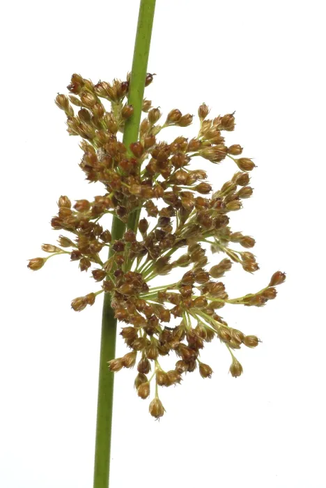 Gerahmter Druck : Blume des flatternden Rohrs (Juncus effusus) oder Flatterrohr. Gerahmter Druck : Blume des flatternden Rohrs (Juncus effusus) oder Flatterrohr.