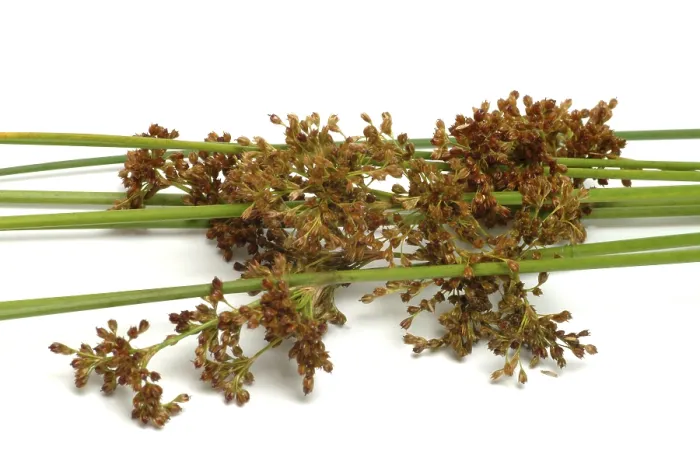 Gerahmter Druck : Blüte des Schwingrasens (Juncus effusus) Gerahmter Druck : Blüte des Schwingrasens (Juncus effusus)