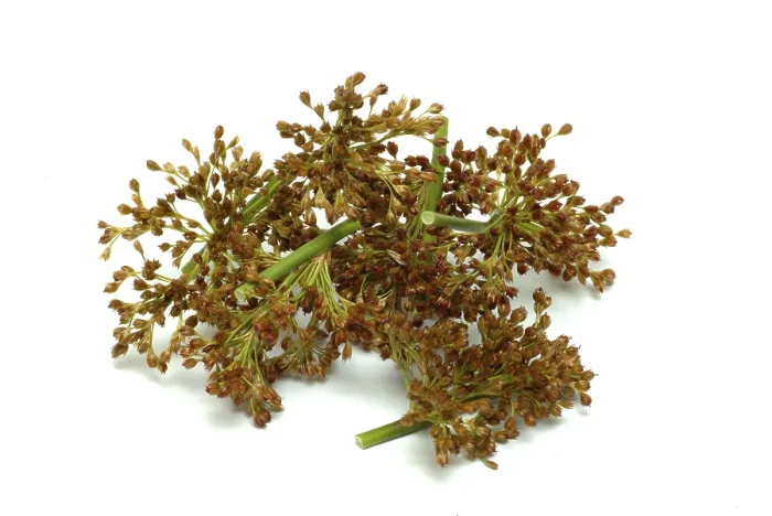 Gerahmter Druck : Blume des flatternden Rohrs (Juncus effusus) oder flatterndes Rohr. Gerahmter Druck : Blume des flatternden Rohrs (Juncus effusus) oder flatterndes Rohr.