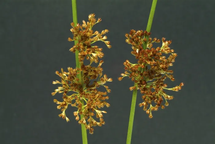 Gerahmter Druck : Blüte des Flattergrases (Juncus effusus) Gerahmter Druck : Blüte des Flattergrases (Juncus effusus)