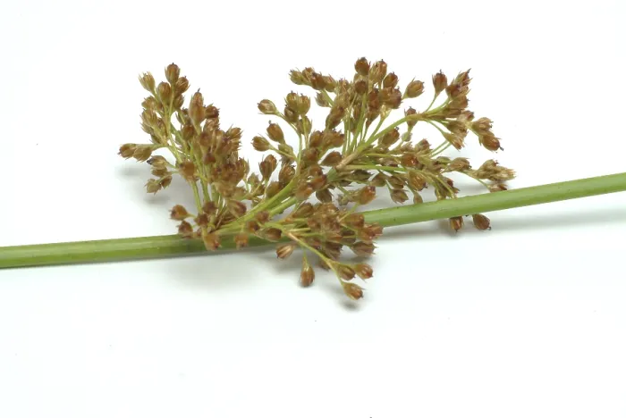 Gerahmter Druck : Blume des flatternden Rohrs (Juncus effusus) oder flatterndes Rohr. Gerahmter Druck : Blume des flatternden Rohrs (Juncus effusus) oder flatterndes Rohr.