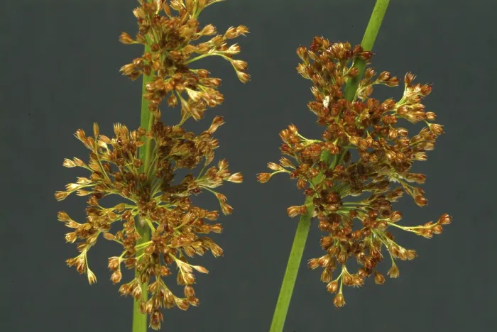 Gerahmter Druck : Blume des flatternden Rohrs (Juncus effusus) oder flatterndes Rohr. Gerahmter Druck : Blume des flatternden Rohrs (Juncus effusus) oder flatterndes Rohr.