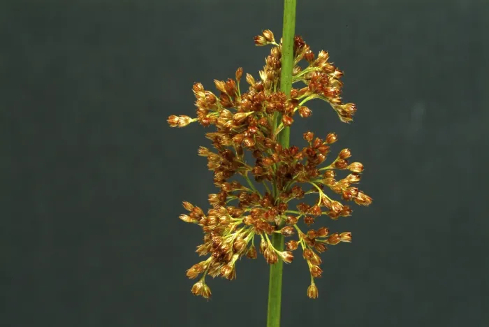Gerahmter Druck : Blüte des Flattergrases (Juncus effusus) Gerahmter Druck : Blüte des Flattergrases (Juncus effusus)