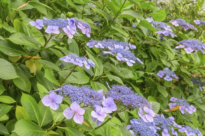 Gerahmter Druck : Blüte der Hydrangea serrata Gerahmter Druck : Blüte der Hydrangea serrata