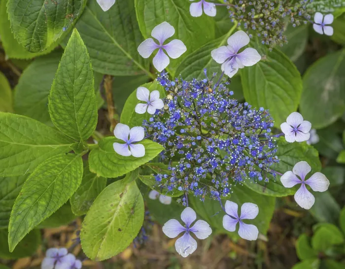 Gerahmter Druck : Blüte der Hydrangea serrata
