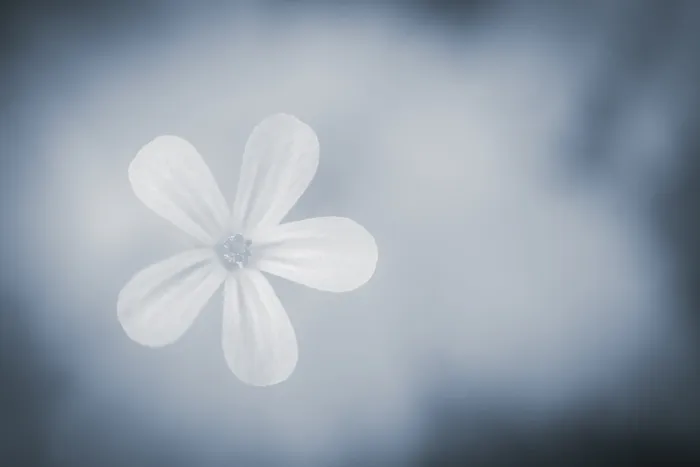 Gerahmter Druck : Blume vor einem hellen Hintergrund.
