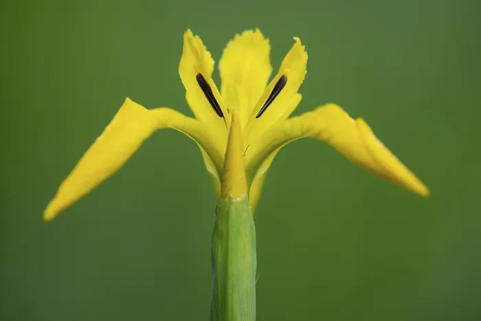 Gerahmter Druck : Blume des Sumpf- Iris (Iris pseudacorus) Gerahmter Druck : Blume des Sumpf- Iris (Iris pseudacorus)