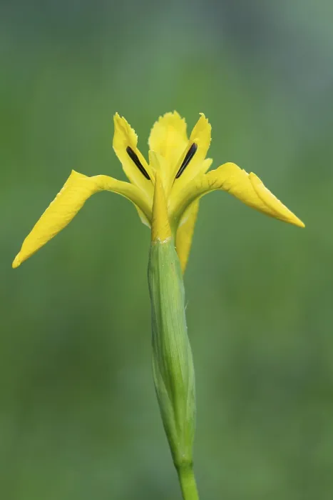 Gerahmter Druck : Blume der Sumpf-Iris (Iris pseudacorus) Gerahmter Druck : Blume der Sumpf-Iris (Iris pseudacorus)