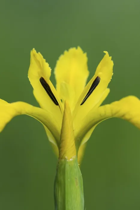 Gerahmter Druck : Blume der Sumpf-Iris (Iris pseudacorus) Gerahmter Druck : Blume der Sumpf-Iris (Iris pseudacorus)