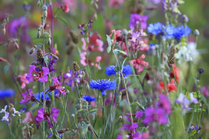 Gerahmter Druck : Blumenwiese Gerahmter Druck : Blumenwiese