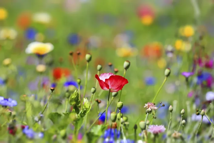 Gerahmter Druck : Blumenwiese Gerahmter Druck : Blumenwiese