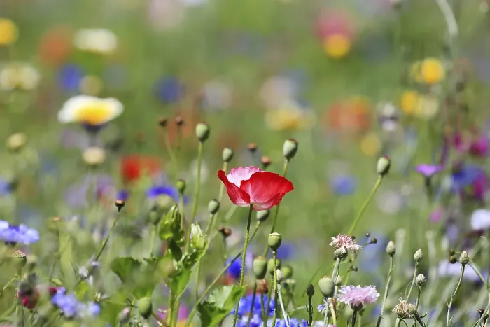 Gerahmter Druck : Blumenwiese Gerahmter Druck : Blumenwiese