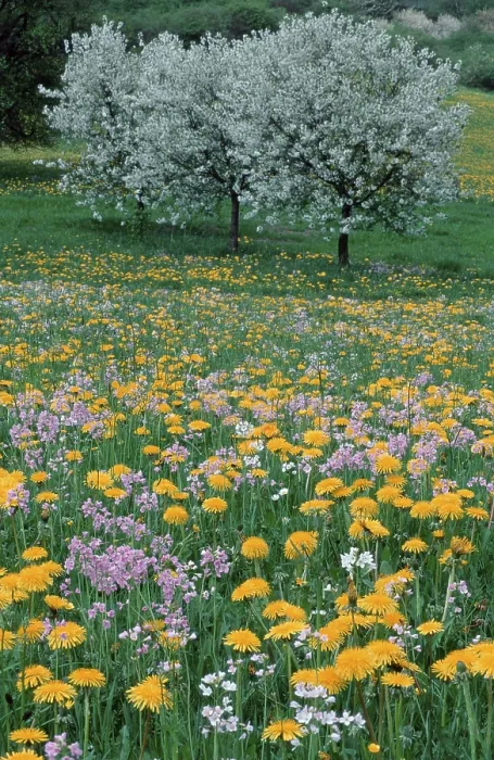 Gerahmter Druck : Blumenwiese und Kirschbäume Gerahmter Druck : Blumenwiese und Kirschbäume