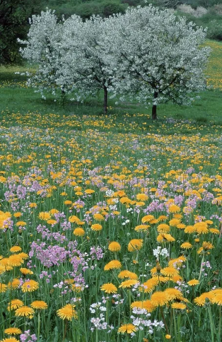 Gerahmter Druck : Blumenwiese und Kirschbäume. Gerahmter Druck : Blumenwiese und Kirschbäume.