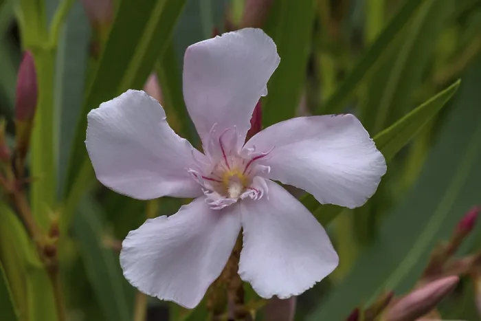 Gerahmter Druck : Blüte des Oleander (Nerium oleander) Gerahmter Druck : Blüte des Oleander (Nerium oleander)