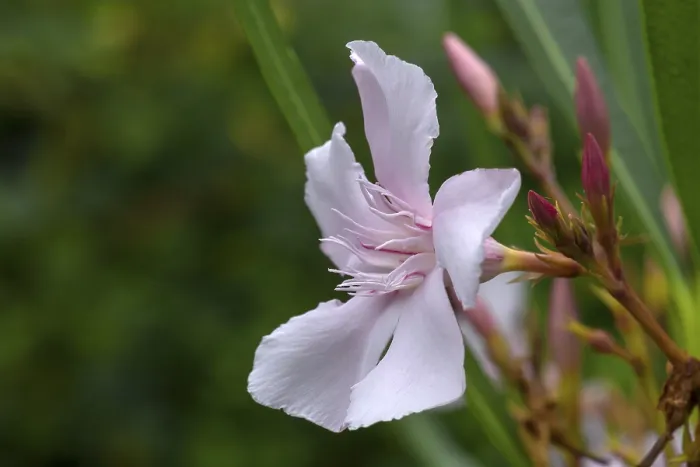Gerahmter Druck : Blüte des Oleander (Nerium oleander) Gerahmter Druck : Blüte des Oleander (Nerium oleander)