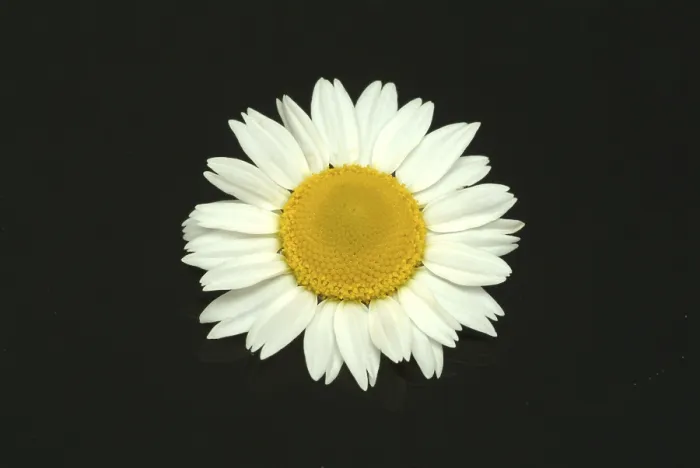 Gerahmter Druck : Blüte der Pfefferwurz (Anacyclus pyrethrum) Gerahmter Druck : Blüte der Pfefferwurz (Anacyclus pyrethrum)