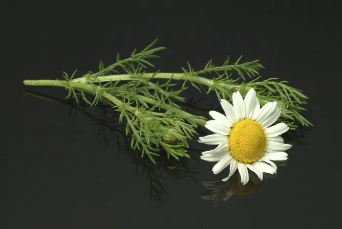 Gerahmter Druck : Ringelbeere (Anacyclus pyrethrum), medizinische Pflanze und Likörgewürz Gerahmter Druck : Ringelbeere (Anacyclus pyrethrum), medizinische Pflanze und Likörgewürz