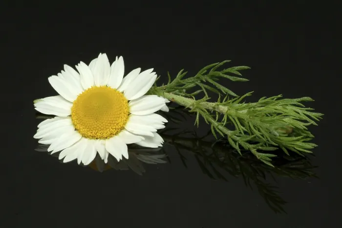 Gerahmter Druck : Blüte der Pfefferminze (Anacyclus pyrethrum) Gerahmter Druck : Blüte der Pfefferminze (Anacyclus pyrethrum)