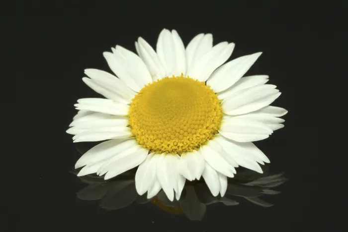 Gerahmter Druck : Blüte der Pfefferwurzel (Anacyclus pyrethrum) Gerahmter Druck : Blüte der Pfefferwurzel (Anacyclus pyrethrum)