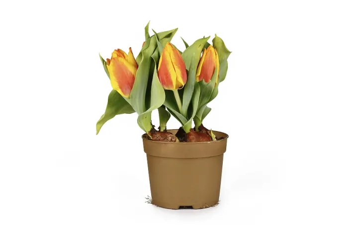 Gerahmter Druck : Blumentopf mit Orange. Gerahmter Druck : Blumentopf mit Orange.