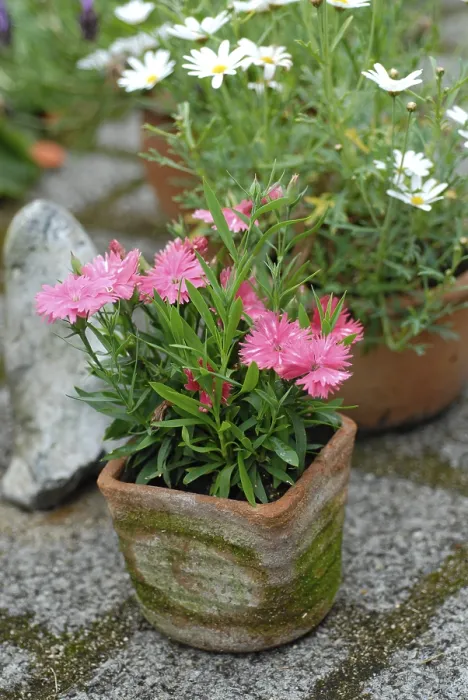 Gerahmter Druck : Blumentöpfe auf der Terrasse. Gerahmter Druck : Blumentöpfe auf der Terrasse.