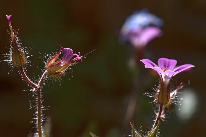 Gerahmter Druck : Blüte des Ruprechtskrauts (Geranium robertianum), Bayern, Deutschland Gerahmter Druck : Blüte des Ruprechtskrauts (Geranium robertianum), Bayern, Deutschland