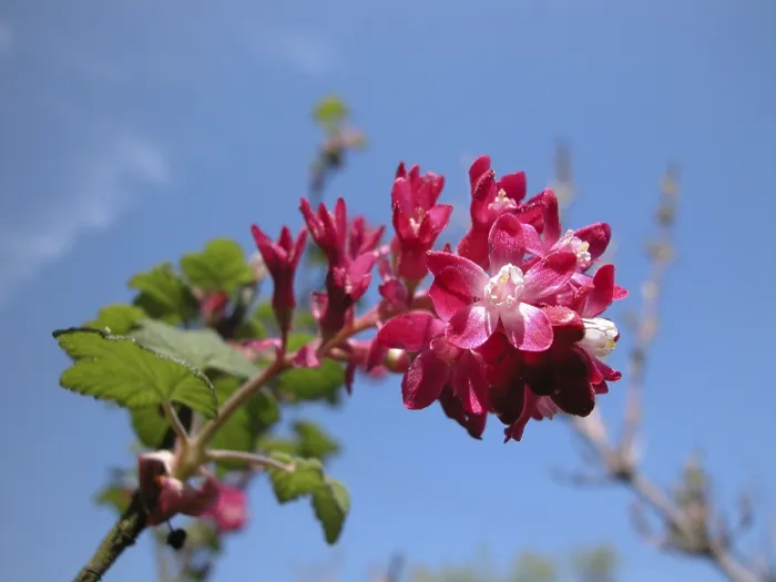 Gerahmter Druck : Ein Blumenboden vor dem Himmel. Gerahmter Druck : Ein Blumenboden vor dem Himmel.