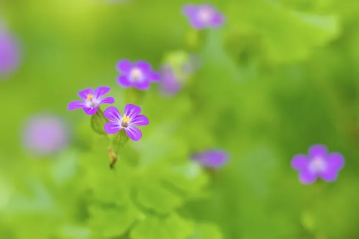 Gerahmter Druck : Blume des Storchsbeins Gerahmter Druck : Blume des Storchsbeins